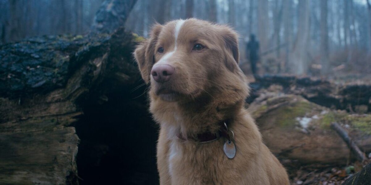 Good Boy – Trust His Instincts