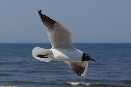Ostseeurlaub FeWo Kolberg mit Garten und Parkplatz - Dresden