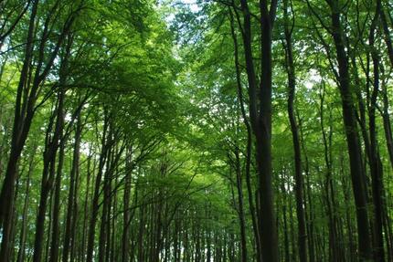 Wald ca. 1 ha (überwiegend Buche) - Eldetal