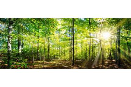 Grundstück in Ohlstadt 160.160,00 € 40040 m²