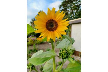 Gartentraum in Butterlake (Sparte) – perfekt für Erholung - Brandenburg an der Havel Bahnhofsvorstadt