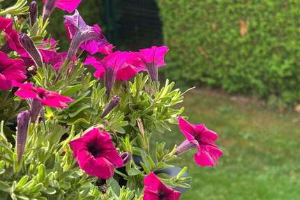 Haus zum Kaufen in Schwabhausen 749.000,00 € 142 m²