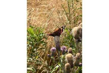 Liebhaberobjekt: uralter Fachwerk Bauernhof auf 1800m2 - Holzhausen an der Haide