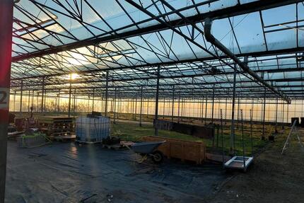 3200qm gewächshaus zu verpachten - Brüggen