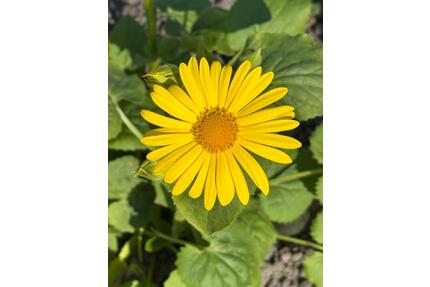 Garten zu verpachten - 120,00&nbsp;EUR Kaltmiete, ca.&nbsp; 0,00&nbsp;m&sup2; in Wittenburg (PLZ: 19243)