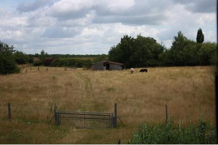 1 Hektar eingezäuntes Weideland zu verpachten - Domsühl
