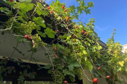 Sommer im Garten. Winter am Kamin. Zuhause für die ganze Familie - Berlin Reinickendorf