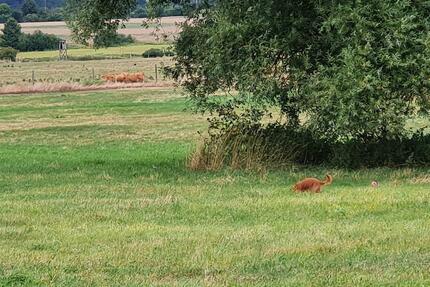 Sonnige Wohnung - 455,00&nbsp;EUR Kaltmiete, ca.&nbsp; 95,00&nbsp;m&sup2; in Kuhfelde (PLZ: 29416)