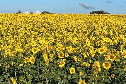 Sommerurlaub in Mecklenburg mit und ohne Hund - Hadamar