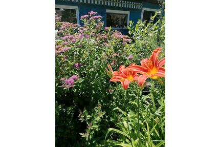 Kleingarten Volksgesundung e.V. Leipzig Gohlis