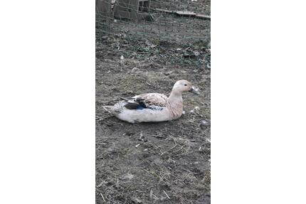 Garten- oder Freizeitgrundstück für meine Hühner und Enten - Königsdorf