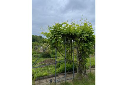 Mietgarten Kleingarten zur Übernahme - Hildesheim Himmelsthür