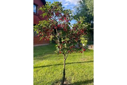 Freie Termine! Gemütliche Ferienwohnung | Parkplatz inkl. | 50 € - Eppendorf