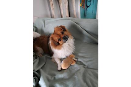 Biete lieben Hund mit Frauchen als Dauermieter - Schmelz