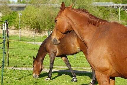 Haus zum Kaufen in Eppingen 790.000,00 € 135 m²