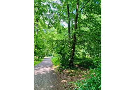 Partnerbaum Friedwald Münsterland - Westerstede