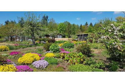 Großer Kleingarten Pachtgarten Schrebergarten Garten Südstdt - Rostock