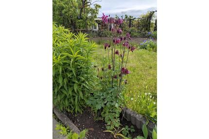 Garten * Kleine Oase zum Wohlfühlen * Pachtgarten * Kleingarten - Bautzen