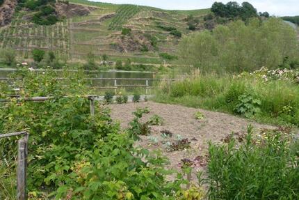 Garten wenige Meter von der Mosel entfernt im alten Wein- und Ferienort Bremm - Bruttig-Fankel