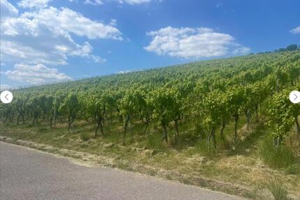 Weinberg zu verpachten, mit Genehmigung für Hüttenbau - Steinheim an der Murr