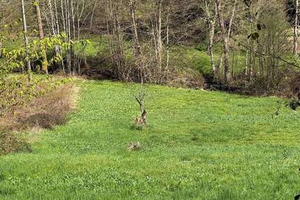Grundstück zu verkaufen in Eberbach 99.000,00 € 3916 m²