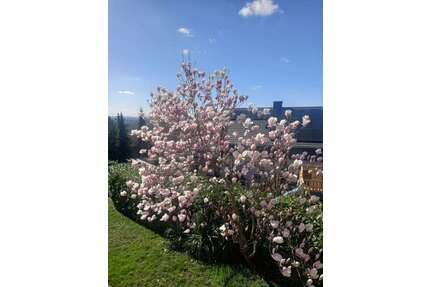 Wohnung zum Mieten in Bad Bellingen 510,00 € 51 m²