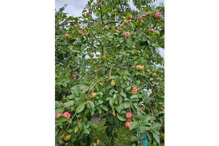 Kleingarten mit massivem Bungalow - Ribnitz-Damgarten
