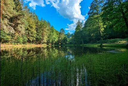 Urlaub im Pfälzerwald - 14 Nächte990€ - Ferienwohnung in Dahn - Frankfurt am Main