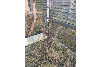 Schrebergarten Kleingarten Jürgensby - Flensburg