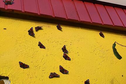 Kleingärten - 3.333,00&nbsp;EUR Kaltmiete, ca.&nbsp; 0,00&nbsp;m&sup2; in Neubrandenburg (PLZ: 17033)