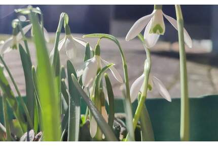 Der Frühling steht in voller Blüte ... Finnhütte in Groß Särchen - Lohsa