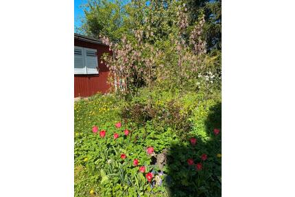 Wunderschöner großer Pachtgarten nahe Weimar abzugeben - Apolda