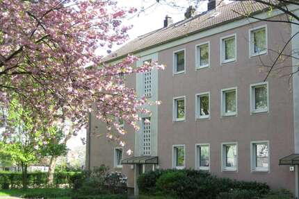 Wohnung zum Mieten in Gelsenkirchen 310,00 € 41 m²