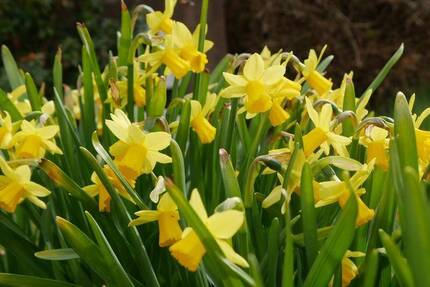 EFH ZFH - Mehrgenerationenhaus - ein Traum zum Leben - die Schlüsselfee gibt es doch! - Pirmasens Gersbach