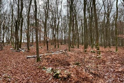 Bushcraft, Freizeitgrundstück - 50,00&nbsp;EUR Kaltmiete, ca.&nbsp; 0,00&nbsp;m&sup2; in Ettringen (PLZ: 56729)