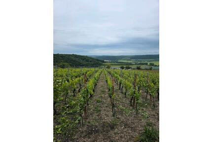Weinberg Dorndorfer Rappental mit bewohnbarer Hütte,Strom,Wasser - Laucha an der Unstrut