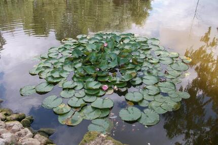 Ich biete mich als Nachmieter für deine Wohnung an:-))) - Potsdam Industriegelände