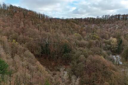0,5 ha Laubwald im Harz - Eichenbestand - Bad Lauterberg im Harz