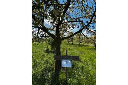 Grundstück, Wiese, Streuobstwiese, Ockstadt - Friedberg (Hessen)