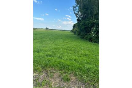 Grünland Wiese 0,47 ha - 4708 qm – 2 Flurstücke Sontheim Brenz - Sontheim an der Brenz