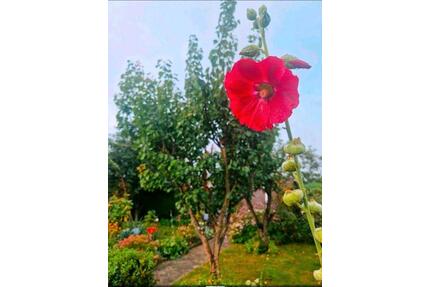 Schöner Schrebergarten direkt am Greifswalder Bodden