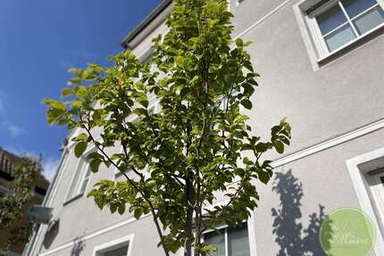 Wohnung zum Kaufen in Neustadt an der Aisch 358.650,00 € 120.85 m²