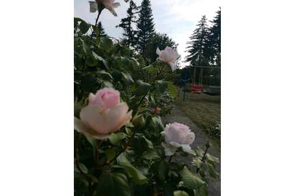 Pachtgarten abzugeben! - 1.500,00&nbsp;EUR Kaltmiete, ca.&nbsp; 0,00&nbsp;m&sup2; in Zeitz (PLZ: 06712)