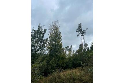 Waldfläche, 13.000 m², Gem. Isling - Lichtenfels