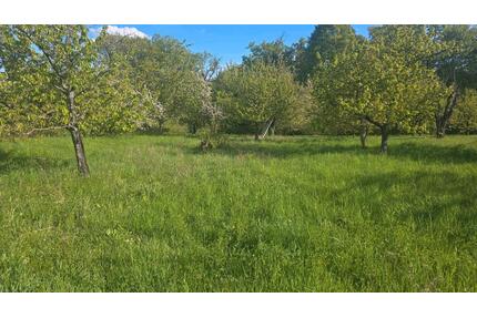 Gartengrundstück mit Kirschbäume - Sachsenheim