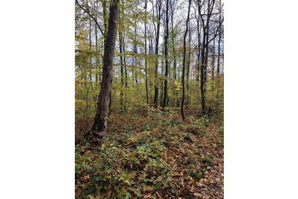 Schönes Waldgrundstück - 3,00&nbsp;EUR Kaltmiete, ca.&nbsp; 0,00&nbsp;m&sup2; in Bad Kreuznach (PLZ: 55543) Bad Münster am Stein-Ebernburg