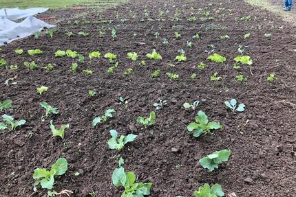 Mietgarten, Garten, Gemüse selbst ernten - Dortmund Eving