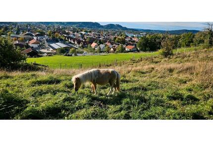 In Peiting Weide, Wiese, Grünland für Pony, Schafe, Ziegen .. - Schongau
