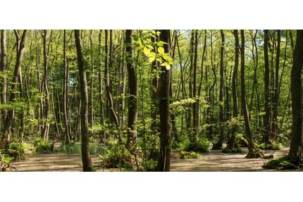 Waldfläche bei Bottenbach - 1.100,00&nbsp;EUR Kaltmiete, ca.&nbsp; 0,00&nbsp;m&sup2; in Pirmasens (PLZ: 66955) Niedersimten