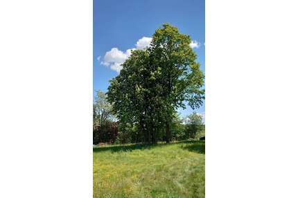 Grundstück zu verkaufen in Dietenhofen 245.000,00 € 1864 m²